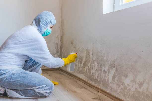 Licensed Mold Remediation service in Williamsburg, VA - Cheap Mold Removal